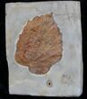 Fossil Leaf (Beringiaphyllum) - Montana #37215-1